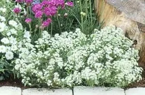 Hutchinsia Alpina Crystal Carpet 250 Seeds